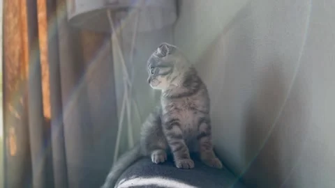 Scottish Fold Kitten on Couch Stock Footage 272810230