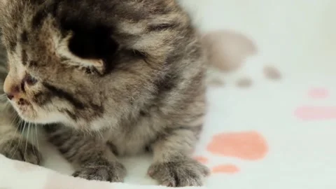 Scottish Fold kitten. cute cat lies in a soft lining Stock Footage 313292093