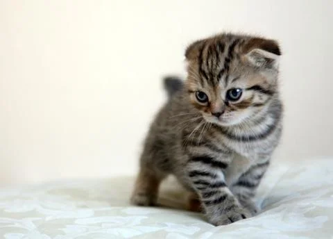 Scottish fold kitten in game Stock Photos
