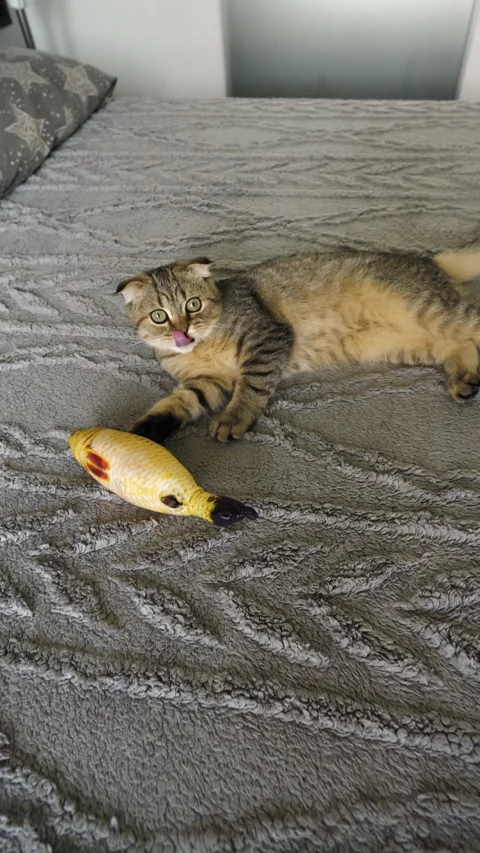 Scottish fold kitten, kitten playing with toy fish. Pet domestic kitten Stock Footage 292145241