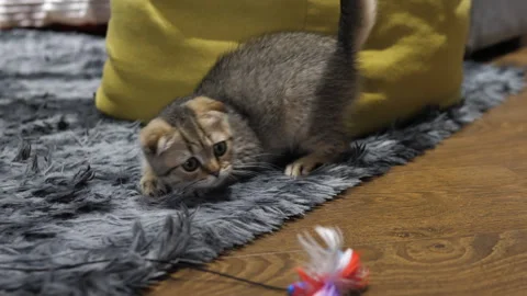 Scottish fold kitten, kitten playing with toy fish. Pet domestic kitten Stock Footage 293470941