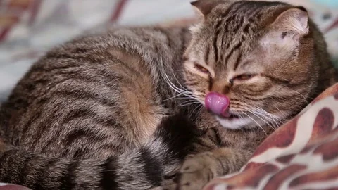 Scottish Fold Kitten Laying on a bed, licking itself Stock Footage 102912243