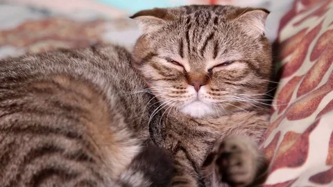 Scottish Fold Kitten Laying on a bed, licking itself 스톡 동영상 102912249