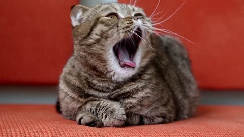 Scottish Fold Kitten Laying on a Sofa. Stock Footage 102790896