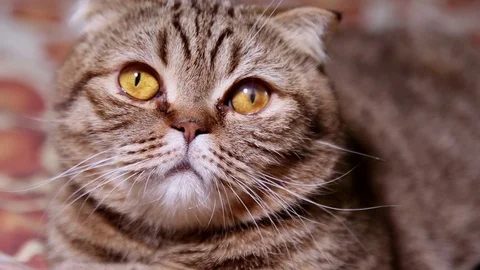 Scottish Fold Kitten Laying on a Sofa. Stock Footage 102790907