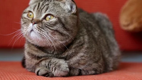 Scottish Fold Kitten Laying on a Sofa. Stock-Footage 102790916
