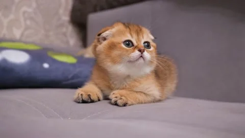 Scottish Fold kitten lies on the couch and observes the actions of the owner Stock Footage 146753391
