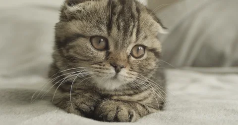 Scottish Fold Kitten, Looking at Camera Stock Footage 116704203