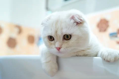 Scottish Fold kitten lying in  sink in  bathroom Stock Photos
