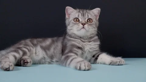 Scottish fold kitten lying on the table Stock Footage 124795472