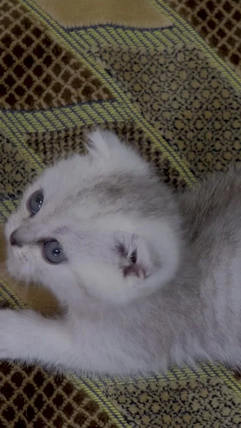 Scottish Fold kitten lying on a textured, diamond-patterned brown sofa Stock Footage 327642415