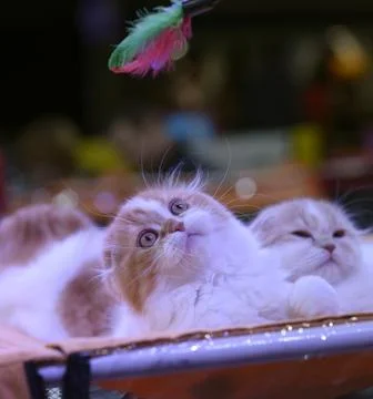 Scottish Fold kitten or Foldex reacting on a teaser, cat show Fotos Stock