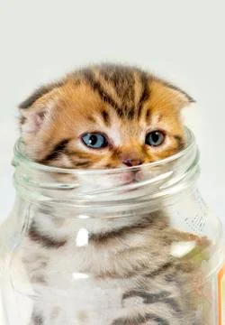 Scottish fold kitten Stock Photos