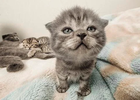 Scottish fold kitten Stock Photos