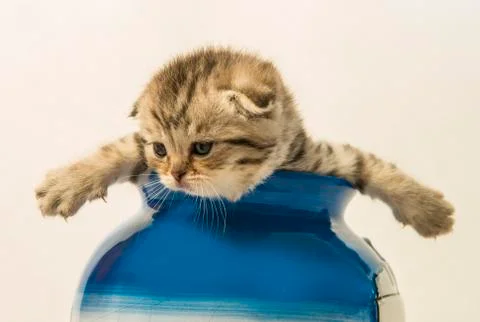 Scottish fold kitten Stock Photos