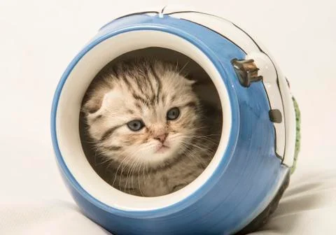 Scottish fold kitten Stock Photos