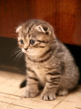 Scottish fold kitten Stock Photos