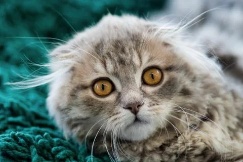 Scottish Fold kitten Stock Photos