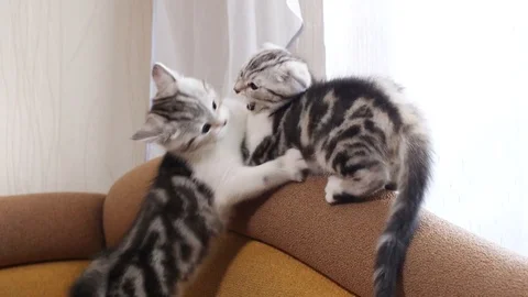 Scottish Fold kitten play Stock Footage 94182372