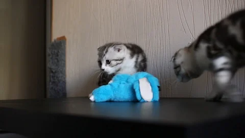 Scottish Fold kitten play Stock Footage 94182375
