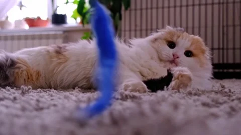 Scottish Fold kitten playing with blue worm lure toy on carpet, slow motion.. Stock Footage 330308152