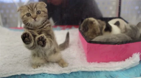 Scottish Fold kitten playing Video stock 47800450