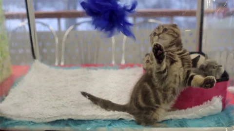 Scottish Fold kitten playing Stock Footage 47804069
