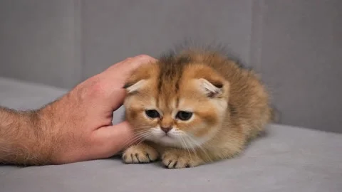 Scottish Fold kitten plays with the hand of the owner. Hand petting the kitten Stock Footage 147951959