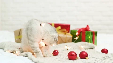 Scottish fold kitten plays lying on a knitted blanket against the background of Stock-Footage 164401938
