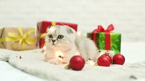 Scottish fold kitten plays lying on a knitted blanket against the background of Stock-Footage 164402107