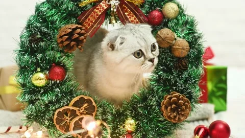 Scottish fold kitten plays lying on a knitted blanket against the background of Stock-Footage 164402202