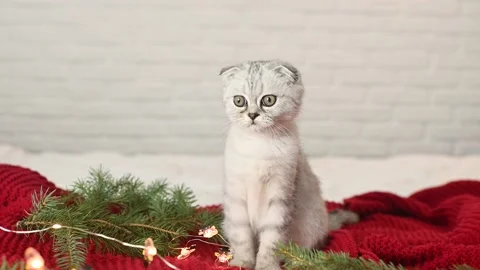 Scottish fold kitten plays lying on a red knitted blanket and stands on its hind Stock-Footage 164402460