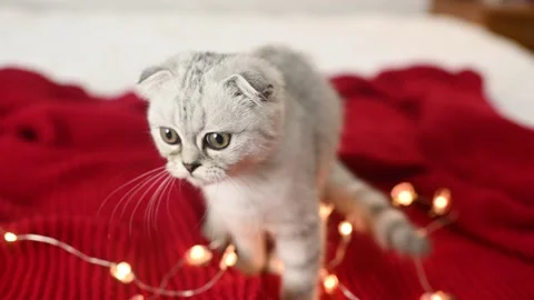 Scottish fold kitten plays lying on a red knitted blanket and stands on its hind Stock-Footage 164402731