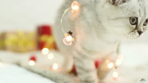 Scottish fold kitten plays lying on a knitted blanket against the background of Stock-Footage 166576640