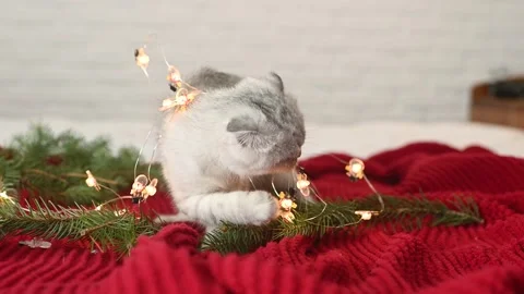 Scottish fold kitten plays on a red knitted plaid against the background of Stock-Footage 164402487