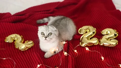 Scottish fold kitten on a red background and against the background of the Stock-Footage 164402571