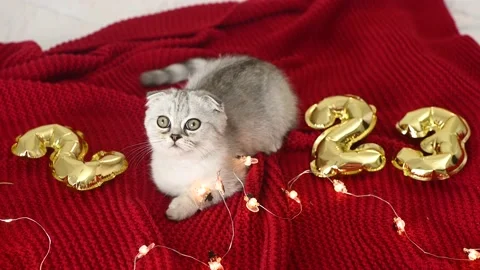 Scottish fold kitten on a red background and against the background of the 動画素材 166576811