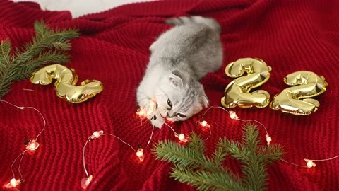 Scottish fold kitten on a red background and against the background of the Stock Footage 166576876