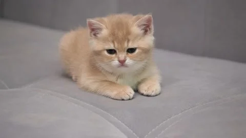 Scottish Fold kitten resting on the sofa. Young Scottish Fold cat Stock Footage 146408187