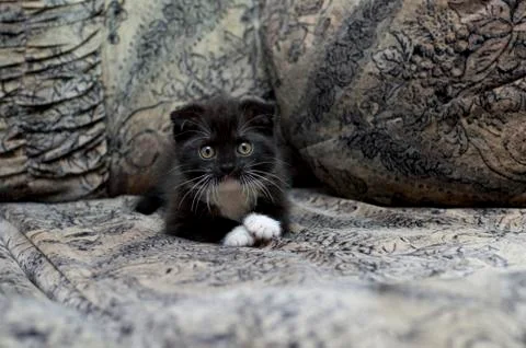 Scottish fold kitten is resting on the sofa Stock Photos
