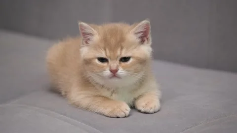Scottish Fold kitten resting. Young Scottish Fold cat Stock Footage 146407783