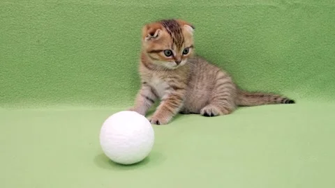 Scottish Fold kitten sitting alertly next to white textured toy ball Video stock 325510871