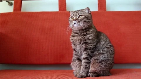 Scottish Fold Kitten Sitting on a Sofa, and Looking Around. Stock Footage 103044638
