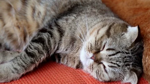 Scottish Fold Kitten Sleeping on a Sofa. Video stock 102790886