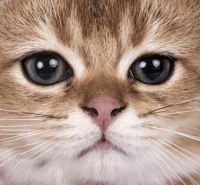 Scottish fold kitten in studio Stock Photos