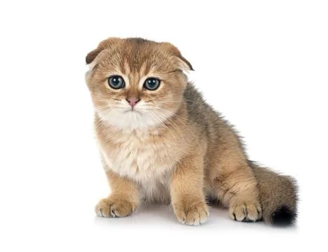 Scottish fold kitten in studio Foto stock