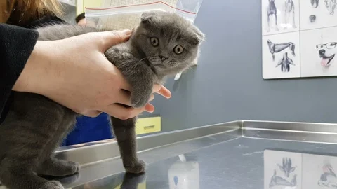 Scottish fold kitten at the veterinary Stock Footage 86641322