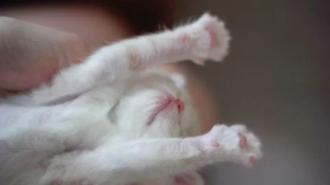 Scottish fold kitten waking up Stock Footage 151648517