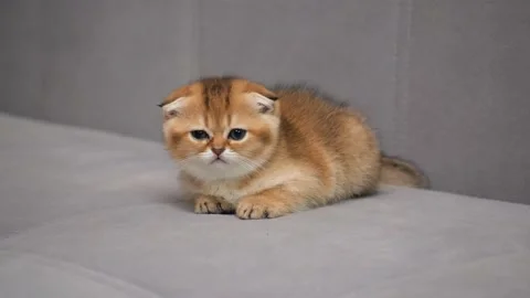 Scottish Fold kitten watching the actions of the owner. Lying young cat Stock Footage 147353801