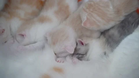 Scottish fold kittens is looking for nipples for feeding Stock Footage 151653889